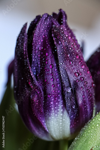 close up of a tulip