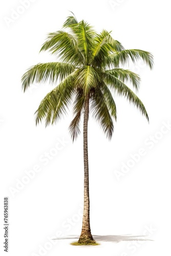 Palm tree isolated on white background