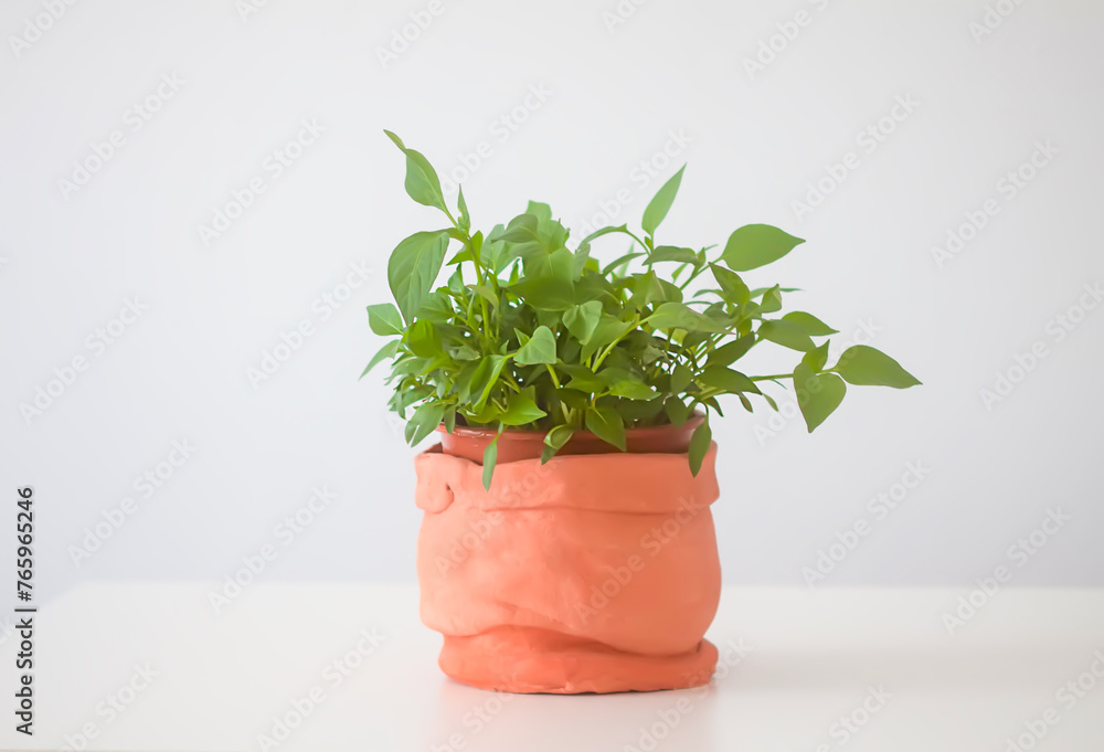 Green plant in the handmade ceramic pot.