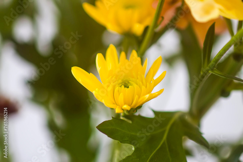 Chrysanthemum flowers. Floral decoration. Beautiful garden plants.