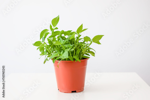 Green plant in the handmade ceramic pot.