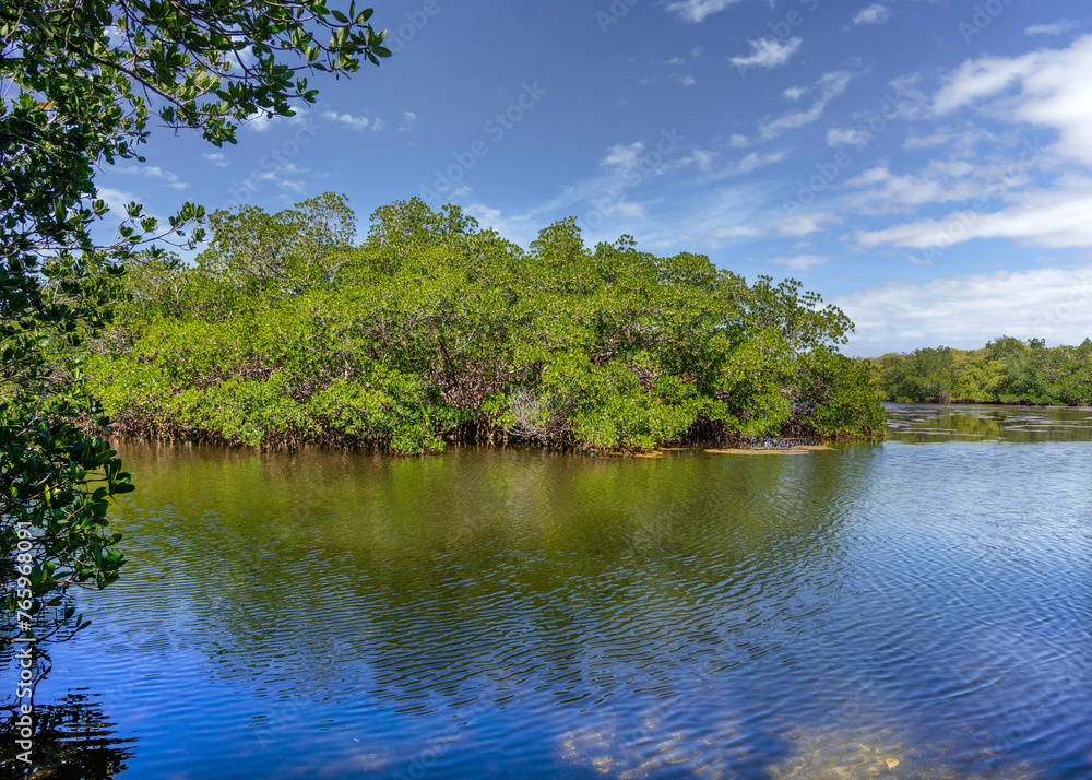 A Mangrove coastline under a blue sky in the intracoastal waterways is along the Gulf of Mexico at Cockroach Bay in Ruskin, Florida. A Mangrove coastline under a blue sky in the intracoastal waterways is along the Gulf of Mexico at Cockroach Bay in Ruskin, Florida.
