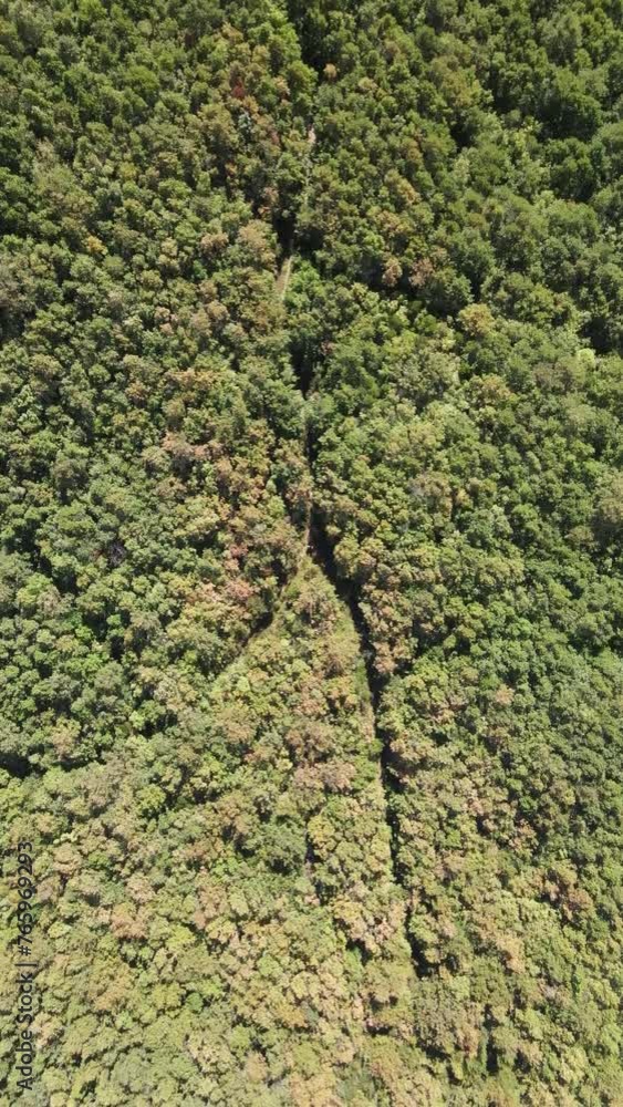 Overhead drone forest Overhead drone forest