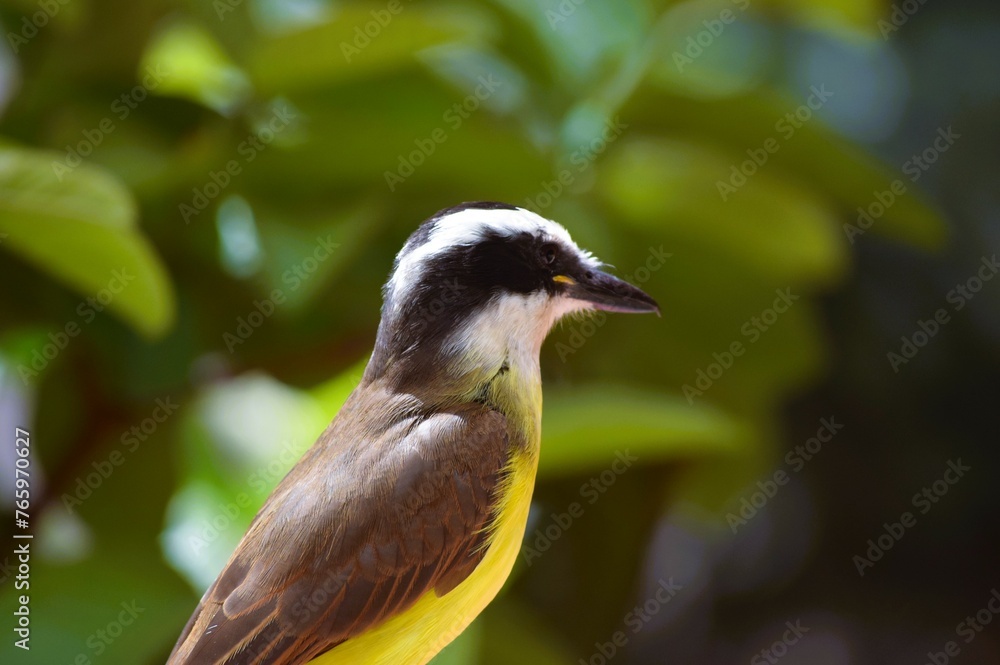 Fototapeta premium Bem-te-vi