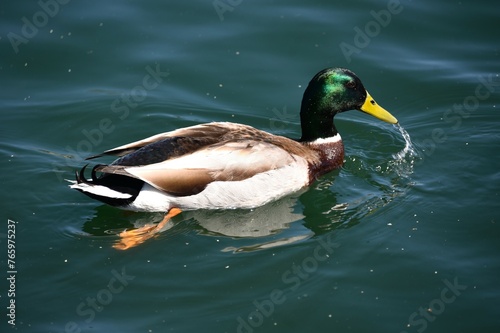 Mallard drake or green head duck Anas platyrhychos photo