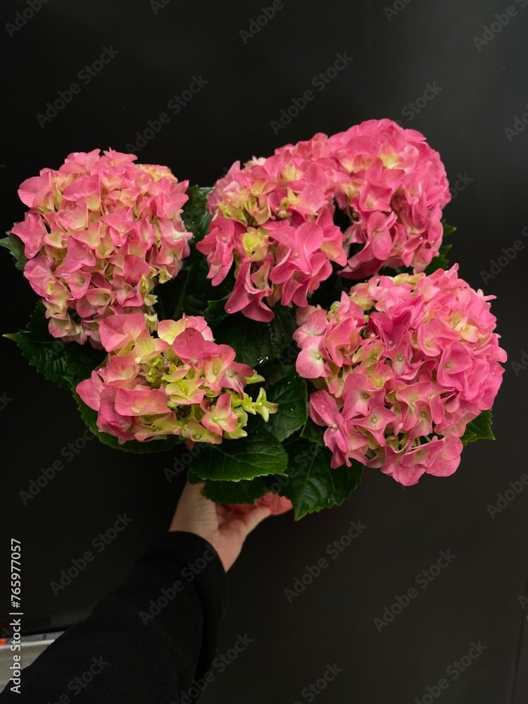 Blooming pink Hydrangea plant