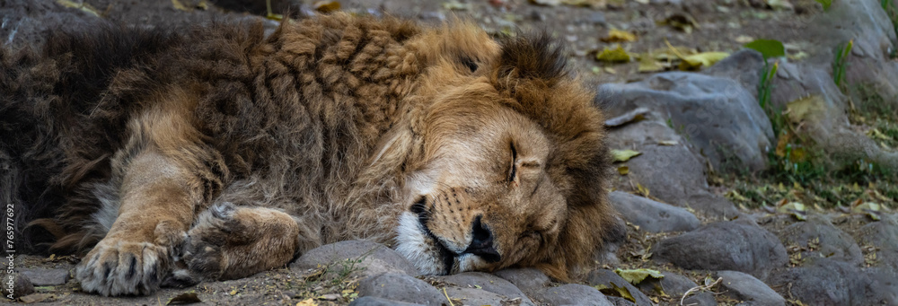 Naklejka premium In Repose: The Sleeping Lion