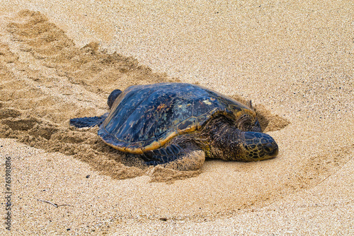 Green sea turtle on the wet sand of Ho'okipa beach on Maui.