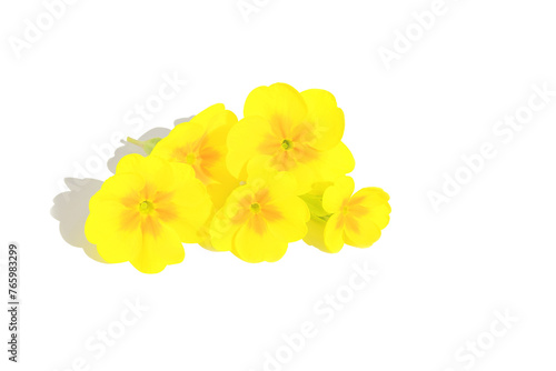 On a white isolated background, fresh yellow inflorescences of spring primrose.Design element.