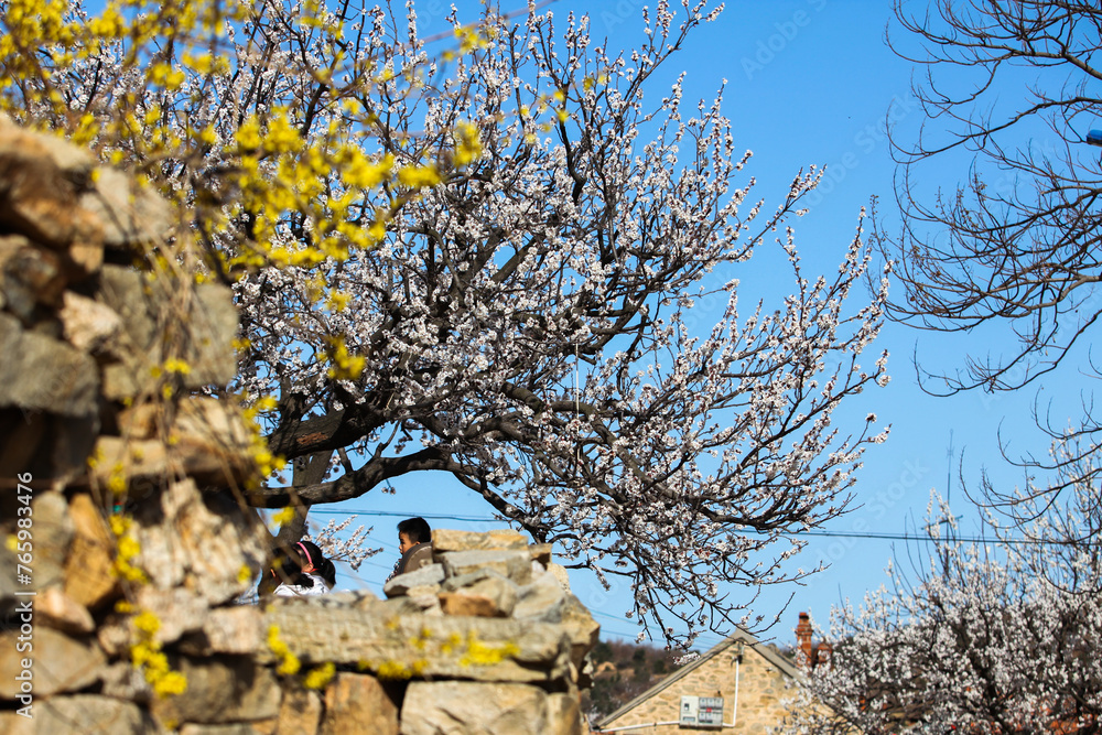 the landscape of an oriental farmhouse with apricot flowers blooming under the blue sky the landscape of an oriental farmhouse with apricot flowers blooming under the blue sky