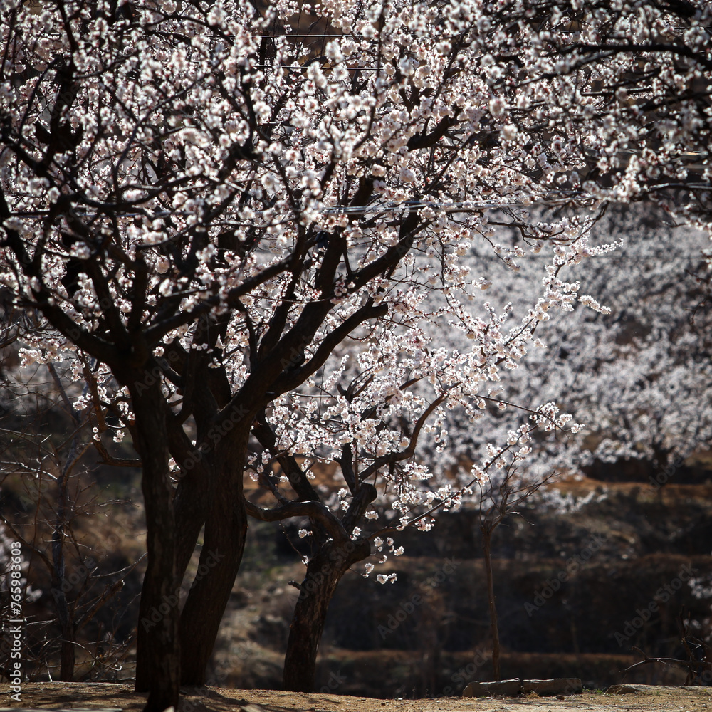 an oriental view of a farmhouse with apricot flowers an oriental view of a farmhouse with apricot flowers