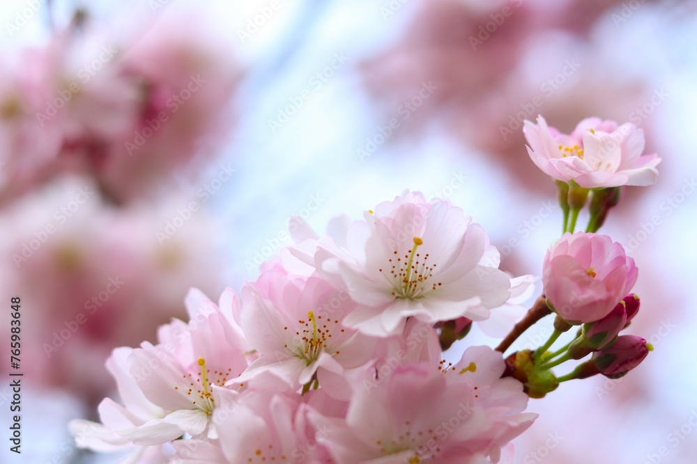 close-up view of pink cherry blossoms in full bloom against soft-focused background. concepts: springtime beauty, nature's artistry, floral elegance, march blooming, natural designs.