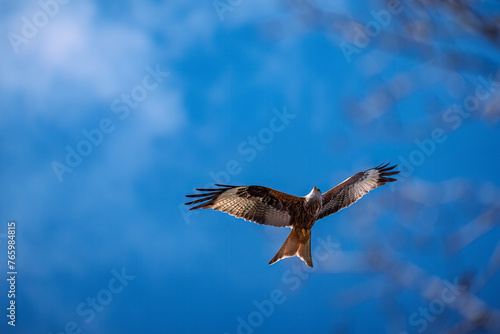 Rotmilan im Flug vor blauen Himmel © R.Bitzer Photography