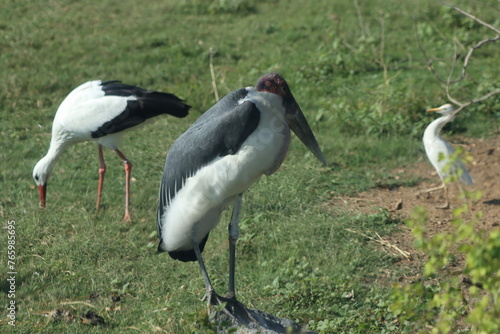 Two storks in the grassland of African Savannah 
