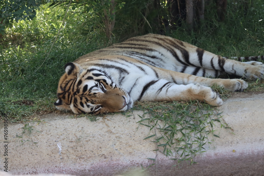 Fototapeta premium Bengal tiger sleep in wild life park 
