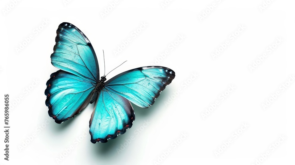 Fototapeta premium Delicate turquoise butterfly isolated on pure white background photo