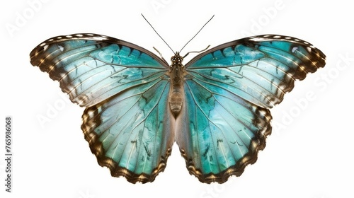 Delicate turquoise butterfly isolated on pure white background photo