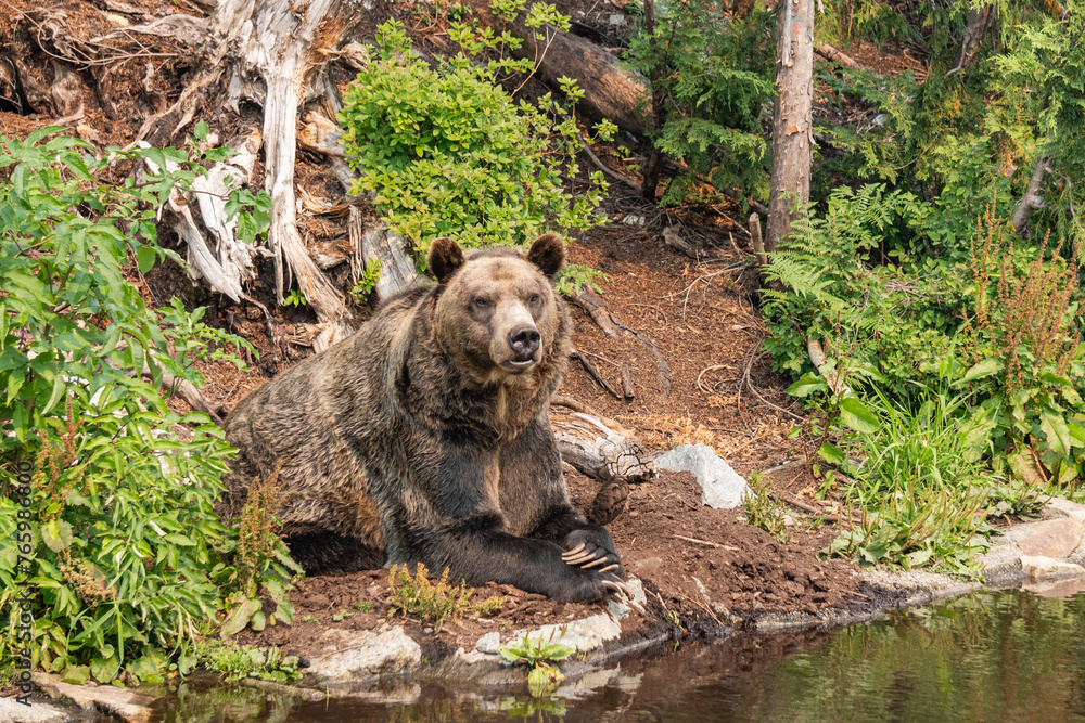 Grizzly in Forest of Grouse mountain Grind Hiking Trail at summer time Grizzly in Forest of Grouse mountain Grind Hiking Trail at summer time