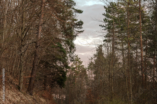 Abendwald
