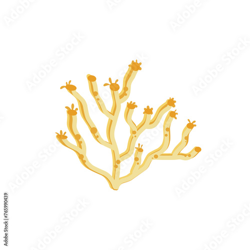 Coral reef illustration 