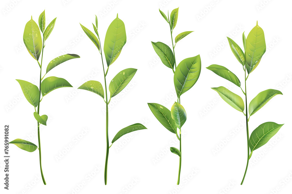 Set of green tea leaves on transparent png background. Set of green tea leaves on transparent png background.