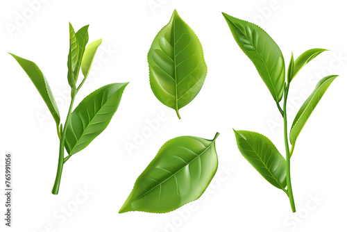 Set of realistic green tea leaves with transparent background. photo
