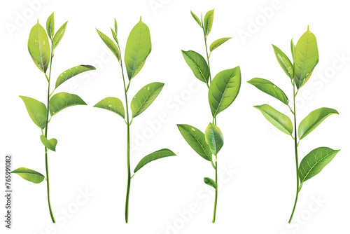 Set of green tea leaves on transparent png background.