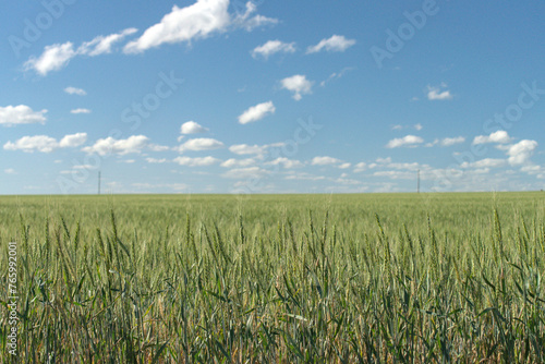 green wheat field under a blue sky with white clouds
