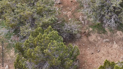 Aerial Mule Deer mountain walking cedar trees Utah. Herd of wildlife, deer high mountains migrate in springtime to lower elevation hills and farms after winter. Mountain cedar trees rocky hills. photo