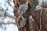two Flying Squirrels playing on tree in snowy forest in Hokkaido, Japan