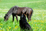 Pferd und Hund, Tierfreundschaft auf der Koppel 