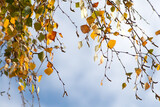 Birken Blätter Hintergrund