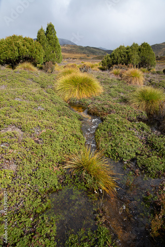Pristine alpine moorland landscape Tasmania