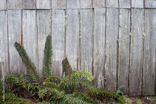 Detail of ferns growing in front of old weathered wall