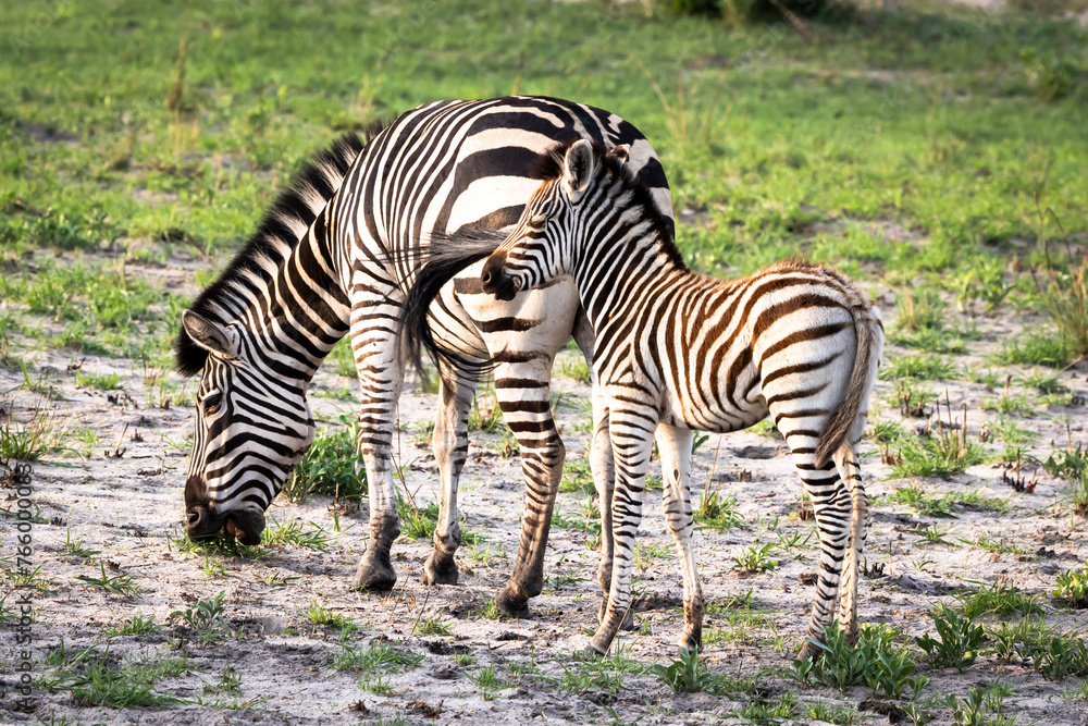 Mother zebra and her foal in Botswana, Africa Mother zebra and her foal in Botswana, Africa