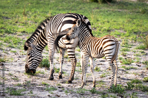 Mother zebra and her foal in Botswana  Africa