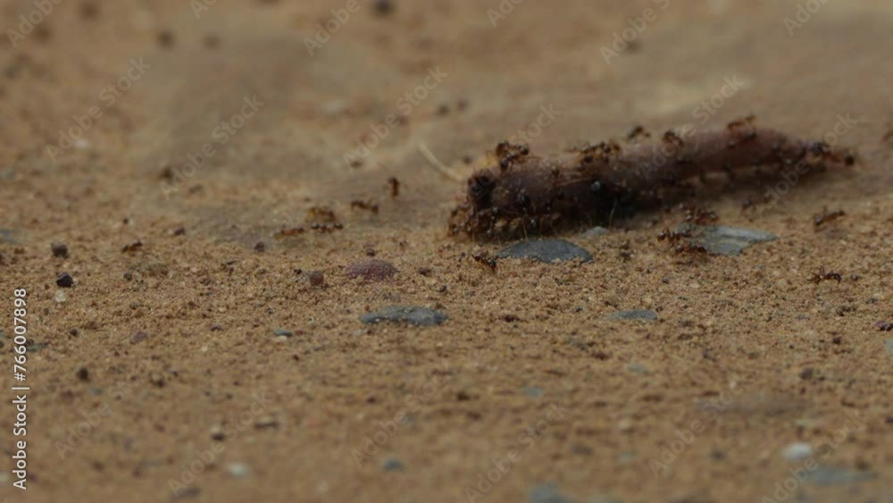 Ants are heading towards earthworms to take as food Ants are heading towards earthworms to take as food