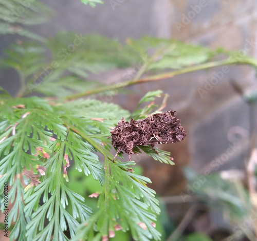 A moth sitting on a fern leaf in the garden photo