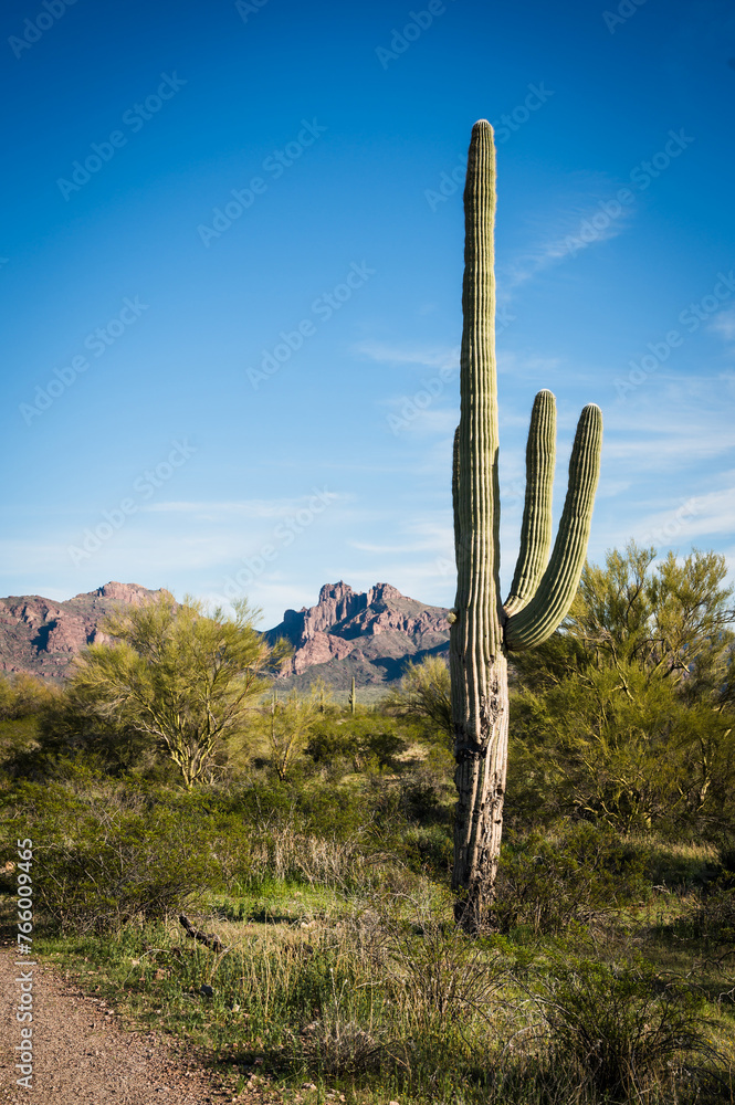 Saguaro and Organ Pipe cactus and Joshua trees at Organ Pipe Cactus National Monument in southern Arizona, USA.