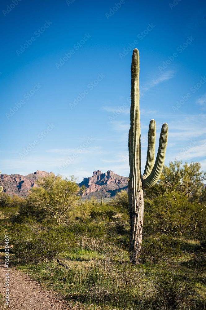 Saguaro and Organ Pipe cactus and Joshua trees at Organ Pipe Cactus National Monument in southern Arizona, USA.