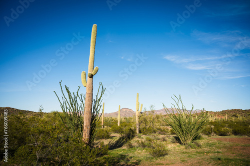 Saguaro and Organ Pipe cactus and Joshua trees at Organ Pipe Cactus National Monument in southern Arizona  USA.