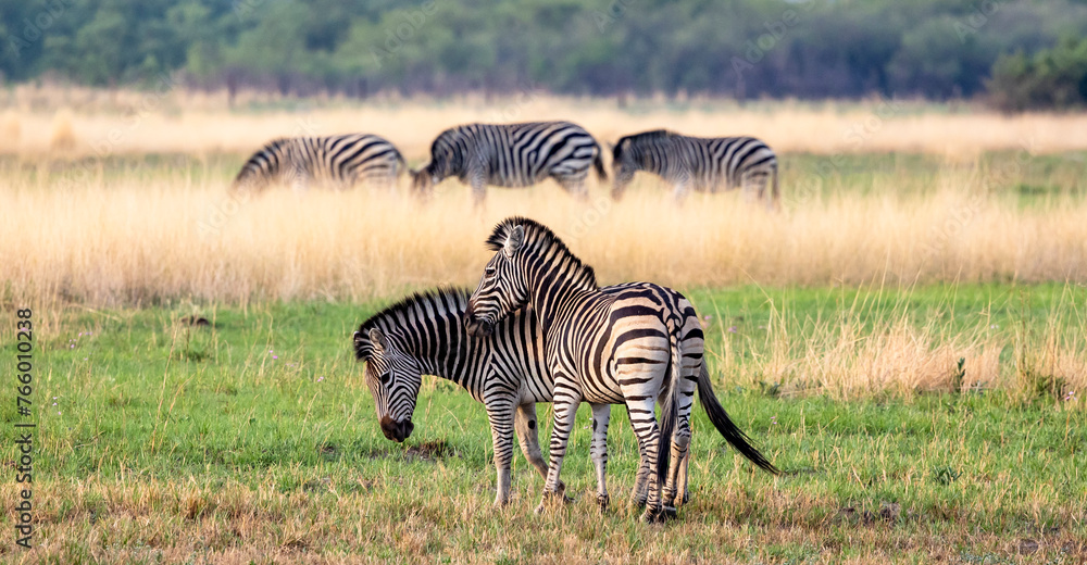 Naklejka premium Zebras fighting in the Okavango Delta, Botswana, Africa