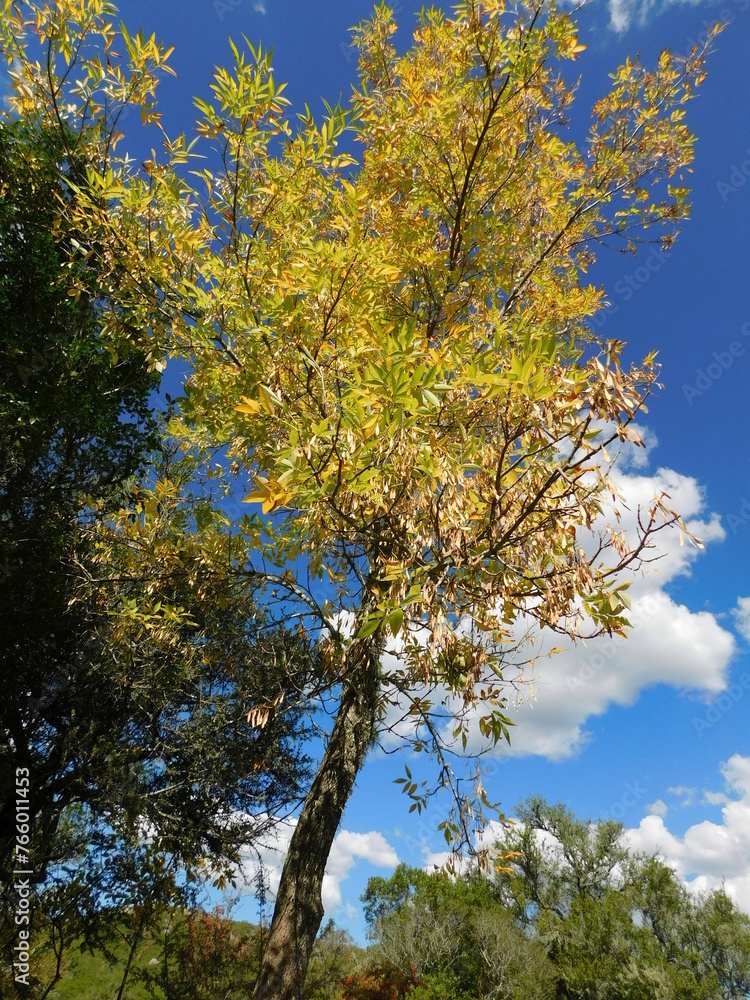 Obraz premium autumn trees against sky