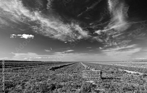 Black and white fine art picture of cut and partially baled alfalfa field under cirrus clouds in the Central Valley of California just outside of Bakersfield California United States photo