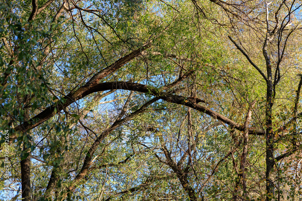 A forest with many trees, some of which are bare and some with leaves A forest with many trees, some of which are bare and some with leaves