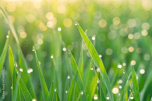 dew drops on green grass in the morning with sunshine . Drops of water on the green leaves.