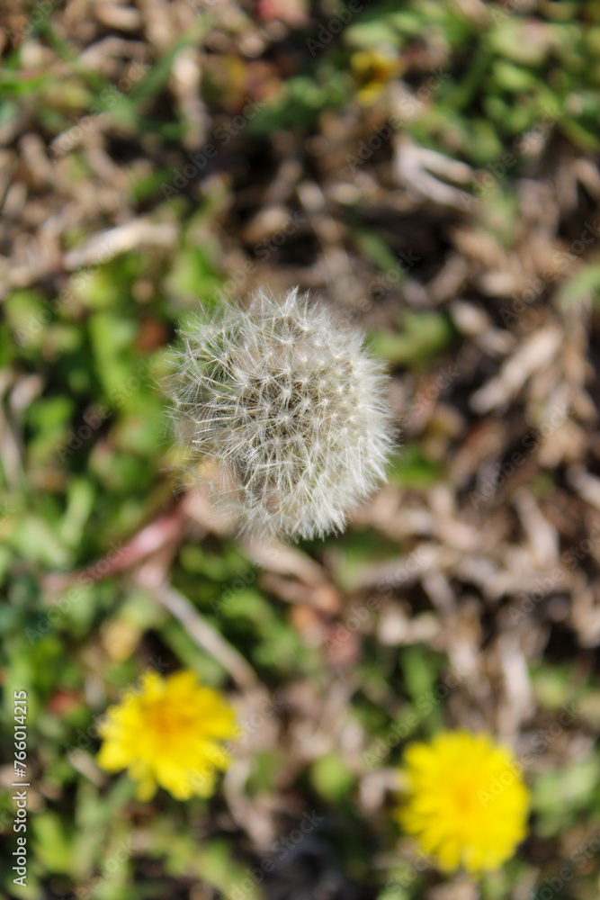 Dandelion Closeup Dandelion Closeup