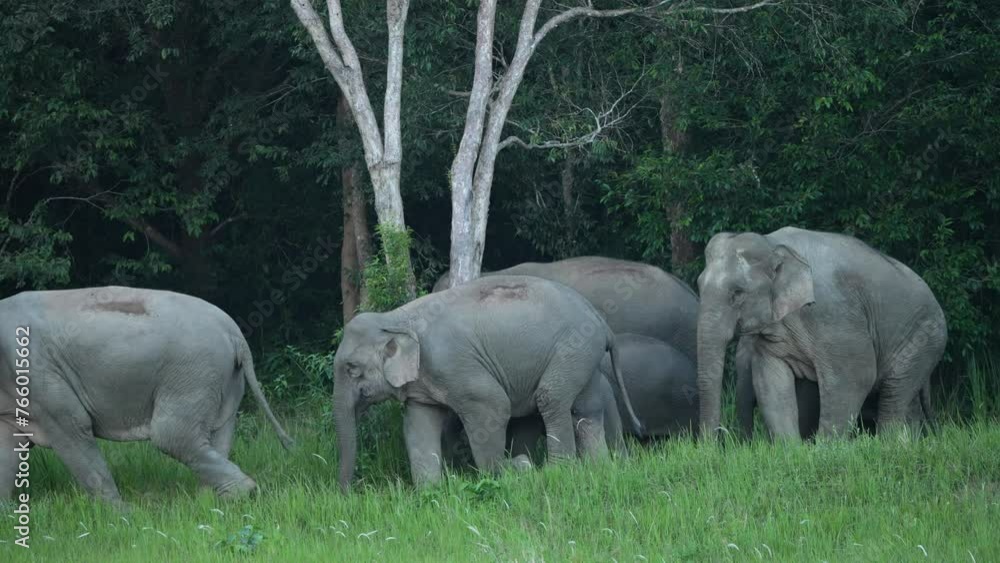 Elephants are moving in search of food sources in Khao Yai National Park Elephants are moving in search of food sources in Khao Yai National Park