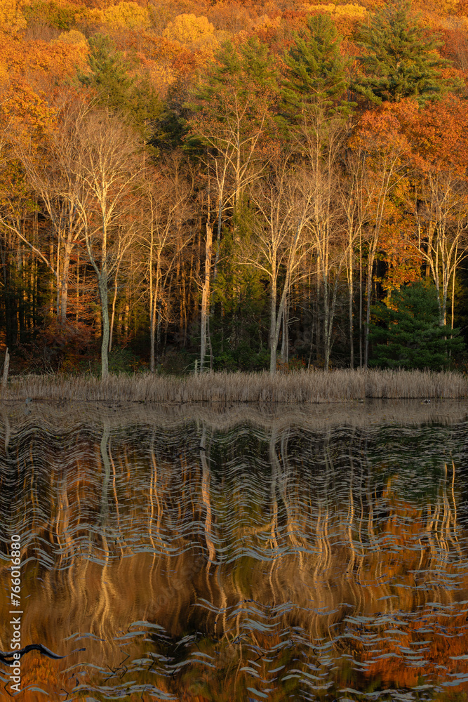 autumn trees reflected in water autumn trees reflected in water