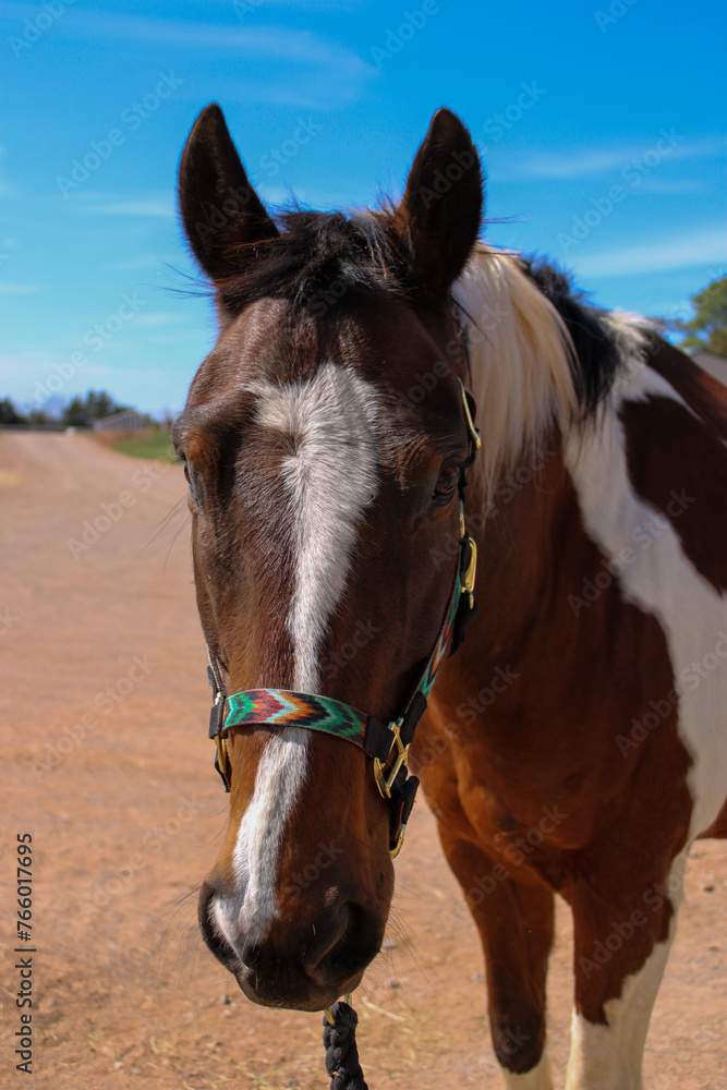 Paint Horse in Halter